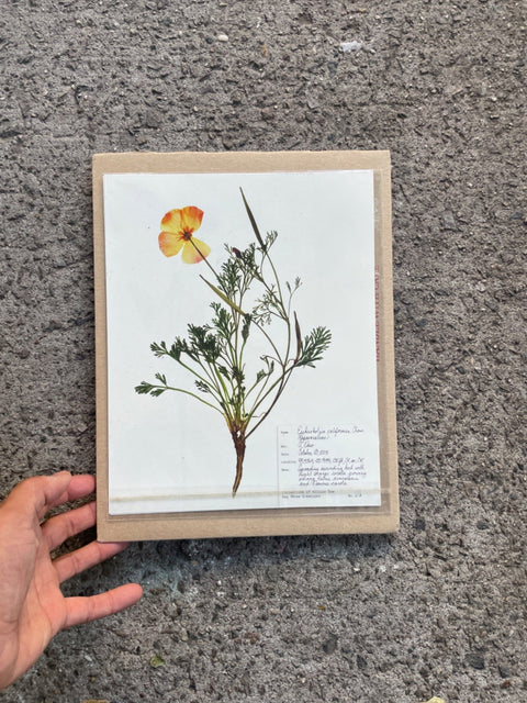 Flower Specimen Print