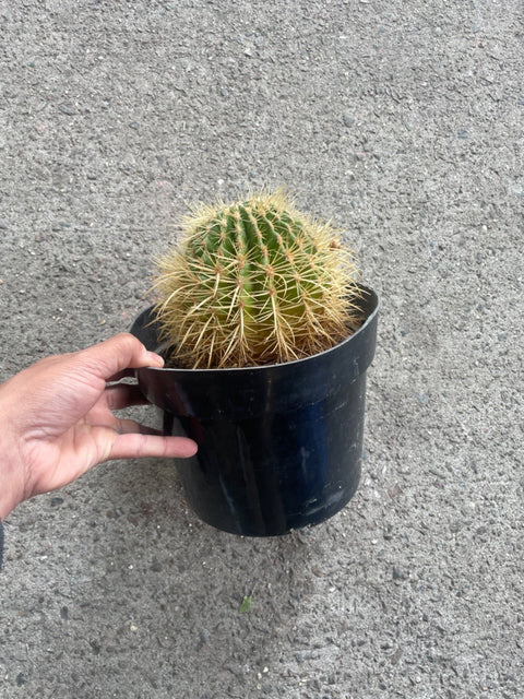 Spikey Friend, Golden Barrel Cactus